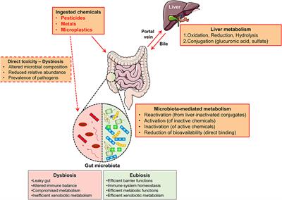 Role-Playing Between Environmental Pollutants and Human Gut Microbiota: A Complex Bidirectional Interaction